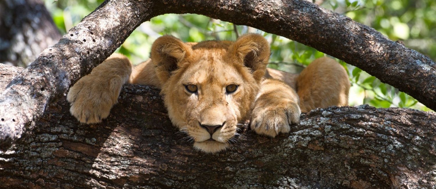 5 Days Tanzania Highlights Safari