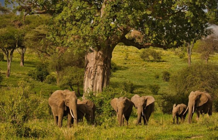 5 Days Taste of Tanzania Safari