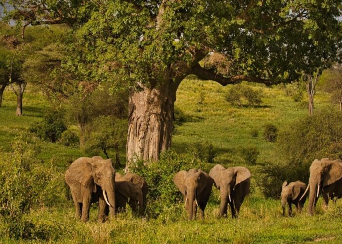 5 Days Taste of Tanzania Safari