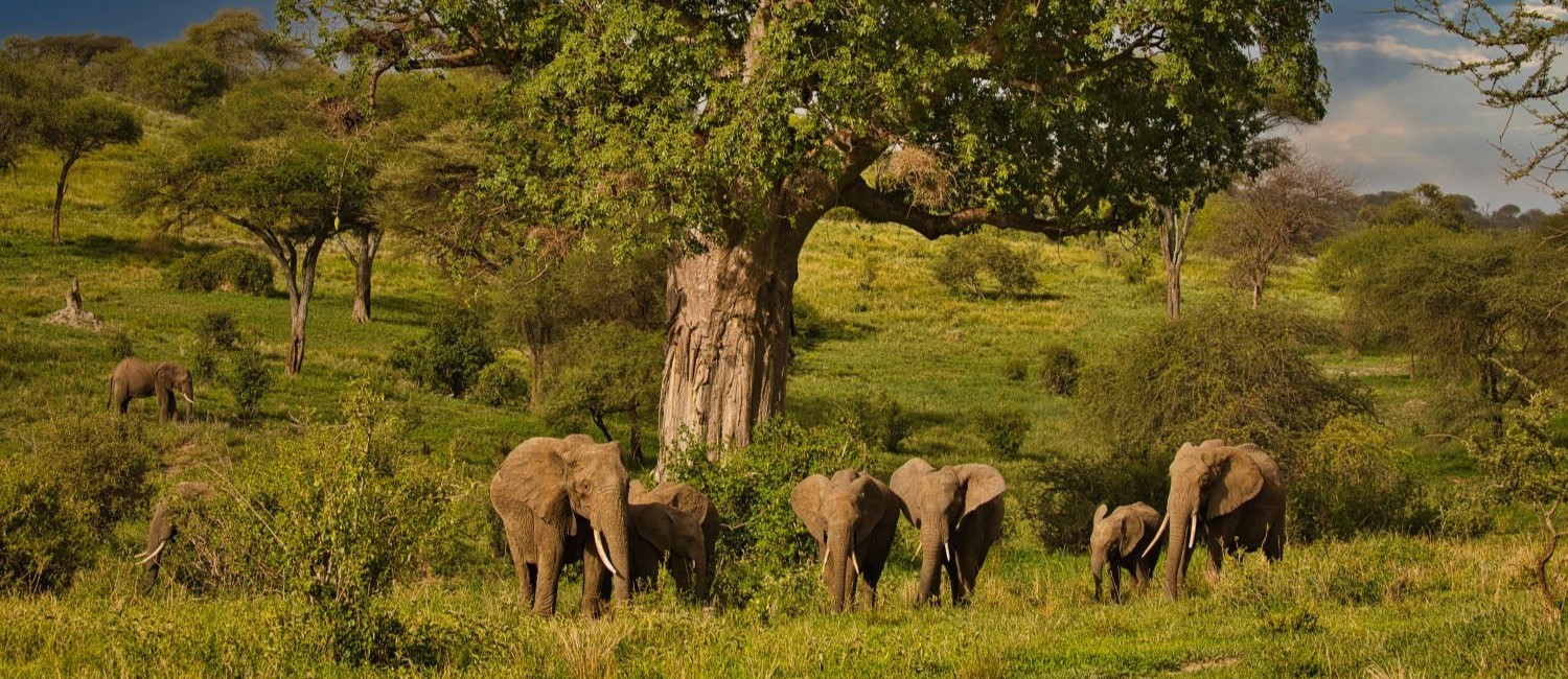 5 Days Taste of Tanzania Safari