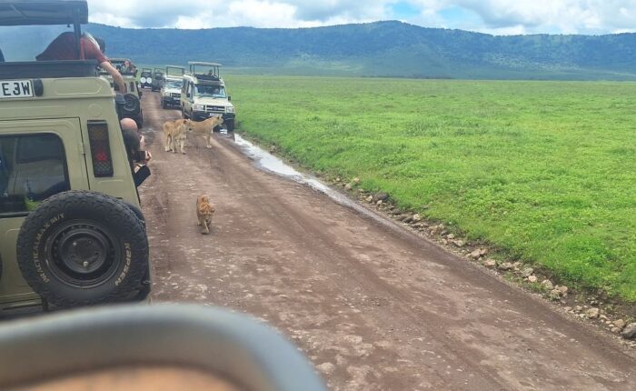 6 Days Express Kenya & Tanzania Safari