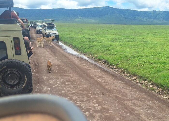 6 Days Express Kenya & Tanzania Safari