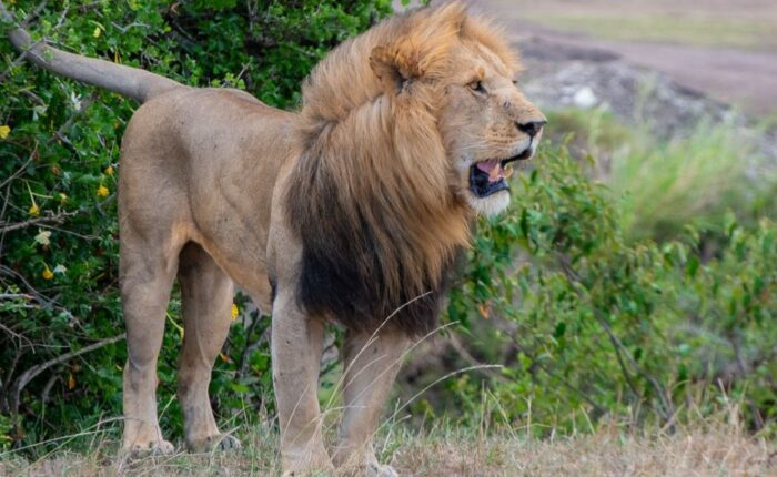 6 Days Incredible Kenya Safari