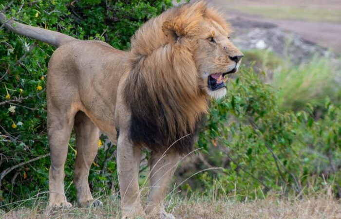 6 Days Incredible Kenya Safari