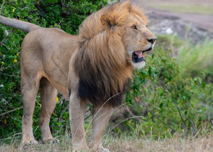 6 Days Incredible Kenya Safari