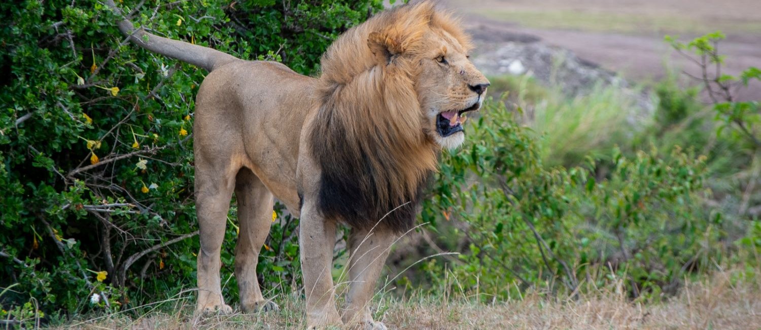 6 Days Incredible Kenya Safari