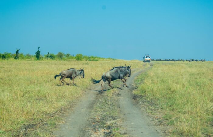 6 Days Kenya Classic Joining Safari