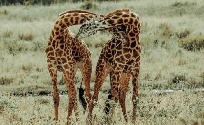 6 Days Magical Tanzania Safari