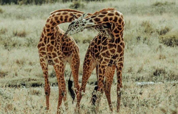 6 Days Magical Tanzania Safari