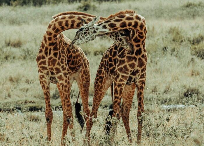 6 Days Magical Tanzania Safari