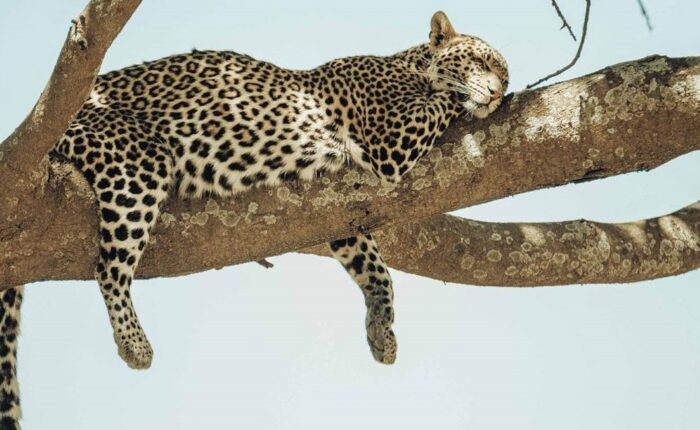 7 Days Best of Tanzania Safari