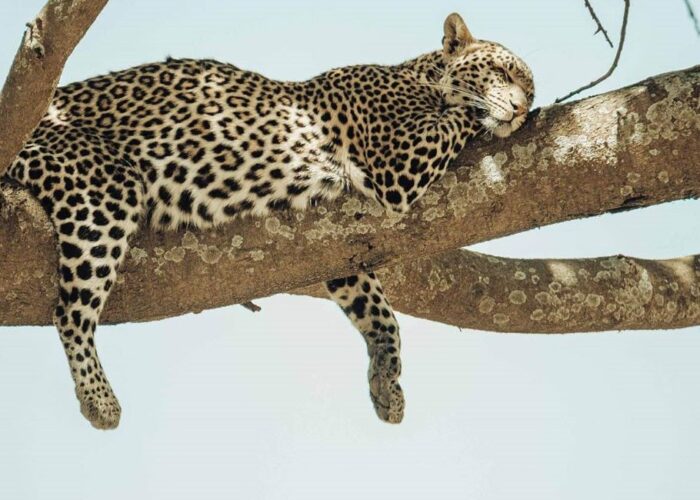 7 Days Best of Tanzania Safari