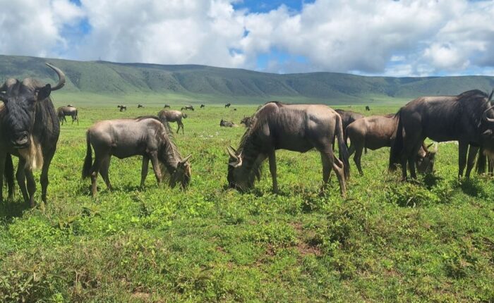 7 Days Taste of Kenya & Tanzania Safari