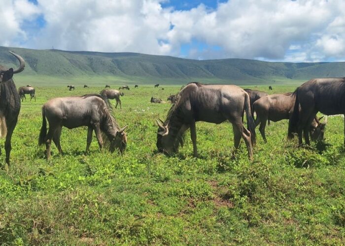 7 Days Taste of Kenya & Tanzania Safari