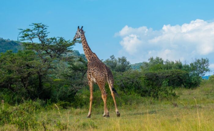 8 Days Kenya & Tanzania Wildlife Safari