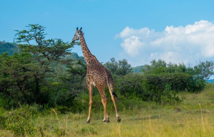 8 Days Kenya & Tanzania Wildlife Safari
