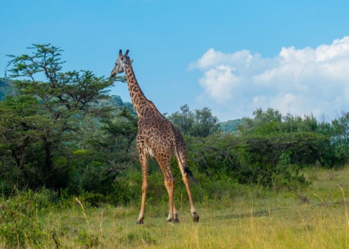 8 Days Kenya & Tanzania Wildlife Safari