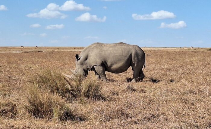 9 Days Jambo Kenya Safari