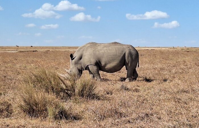 9 Days Jambo Kenya Safari