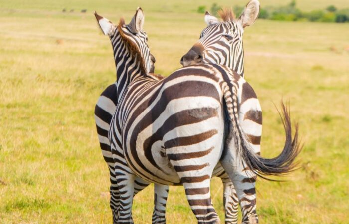 9 Days Kenya & Tanzania Ultimate Safari