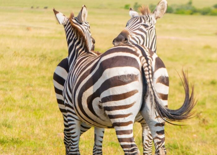 9 Days Kenya & Tanzania Ultimate Safari