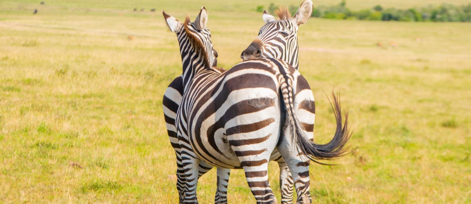 9 Days Kenya & Tanzania Ultimate Safari