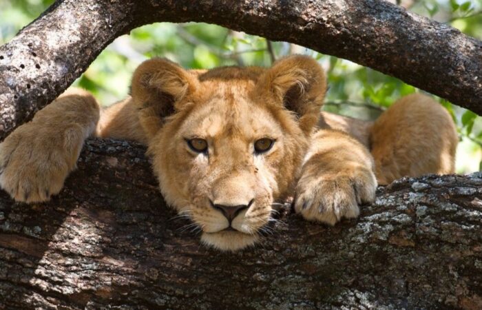 Lake Manyara National Park