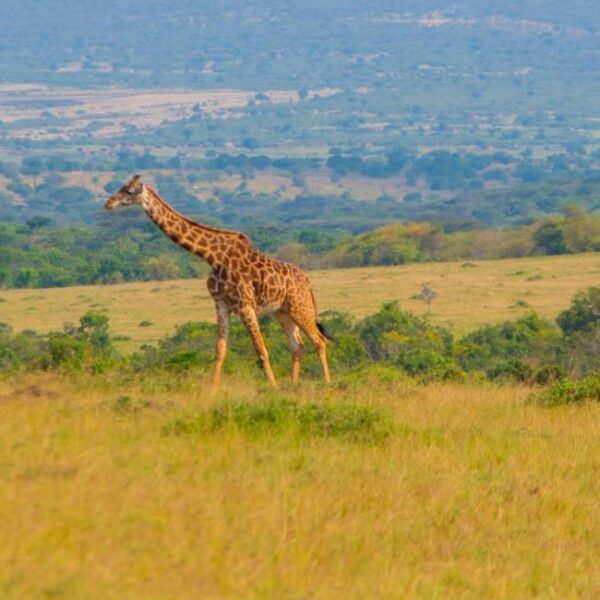 Masai Mara National Reserve
