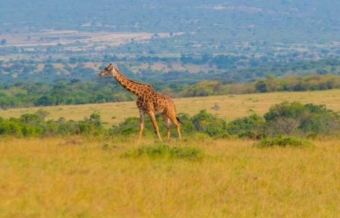 Masai Mara National Reserve