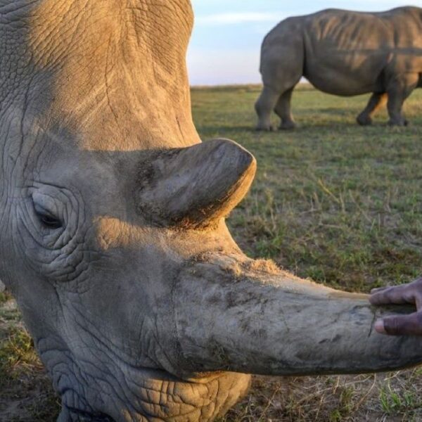 Ol Pejeta Conservancy
