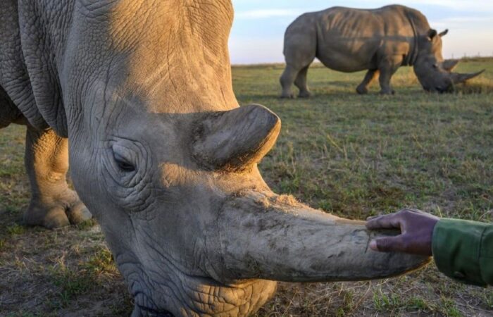 Ol Pejeta Conservancy