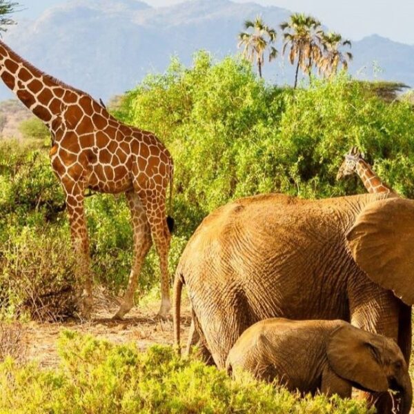 Samburu National Reserve