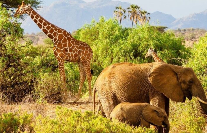 Samburu National Reserve