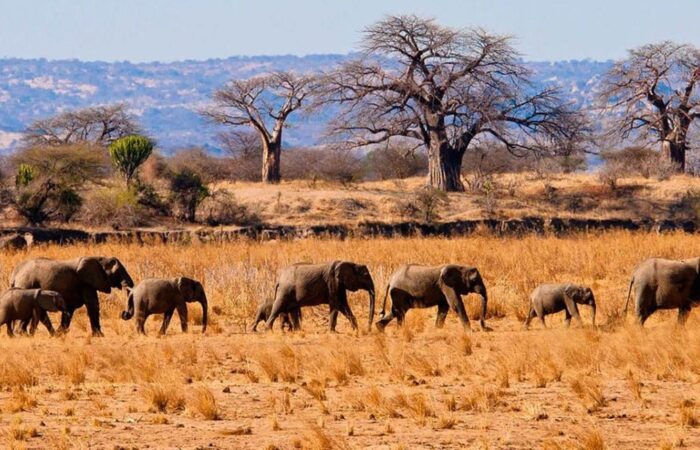 Tarangire National Park