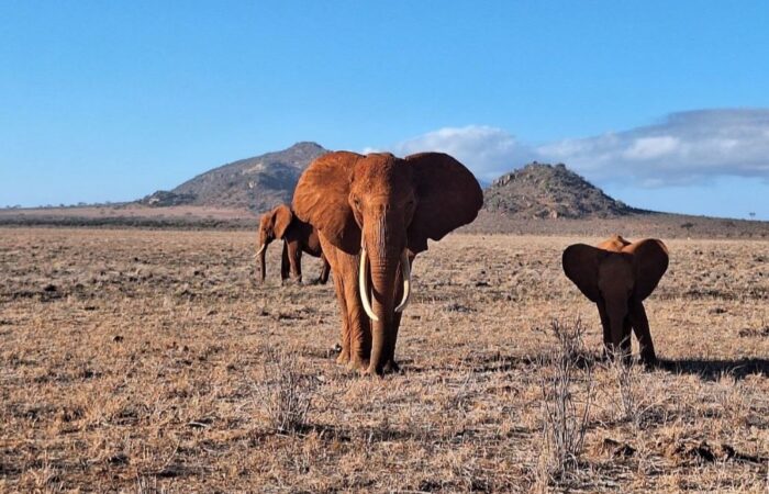 Tsavo National Park