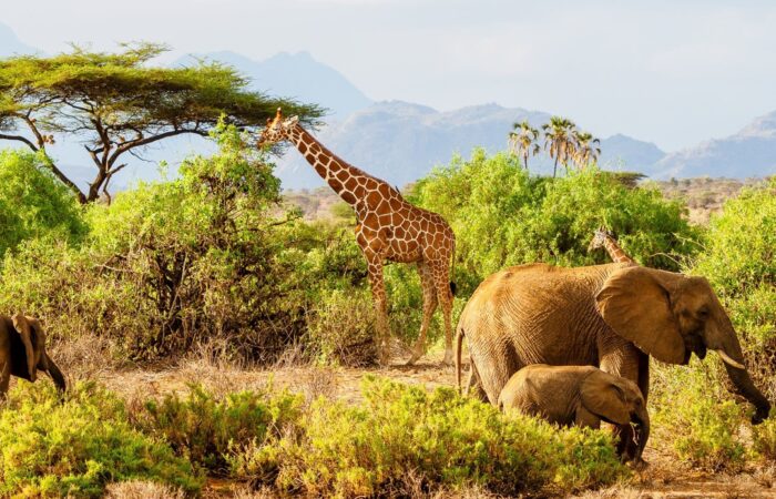 11 Day Grand Kenya Expedition Safari