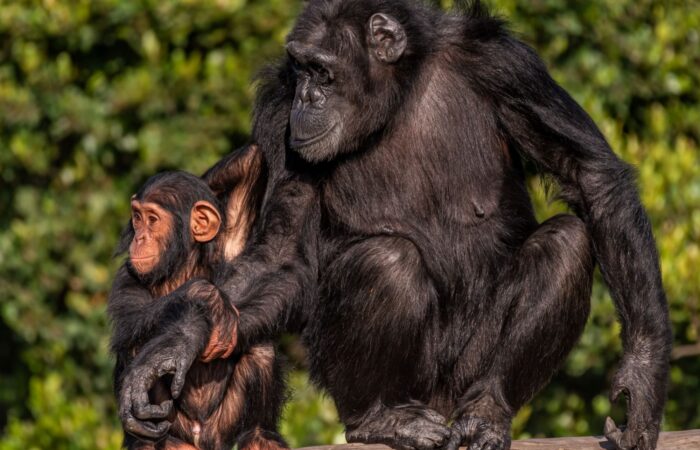 4 Days Special Five Kenya Safari