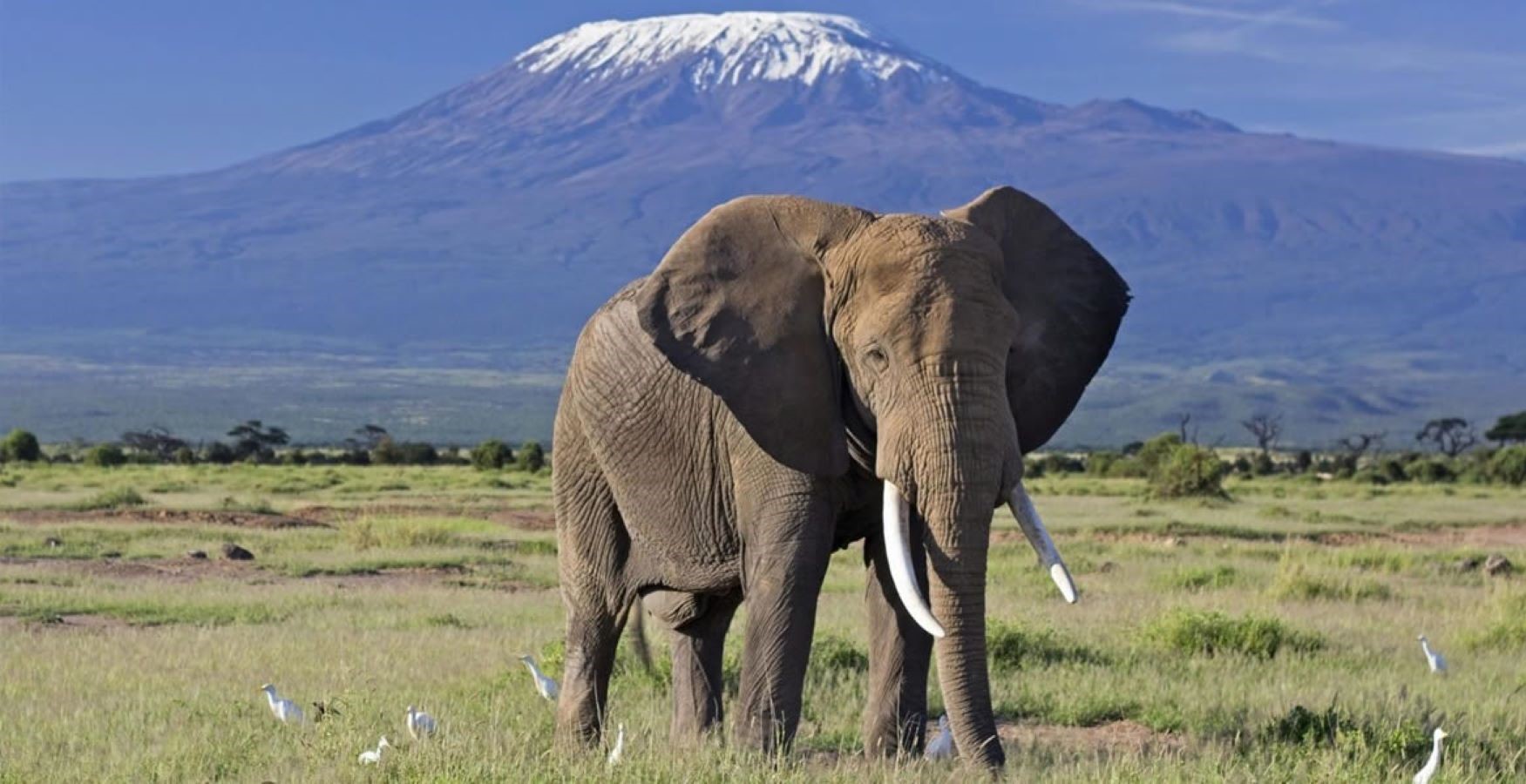 Amboseli, Kenya