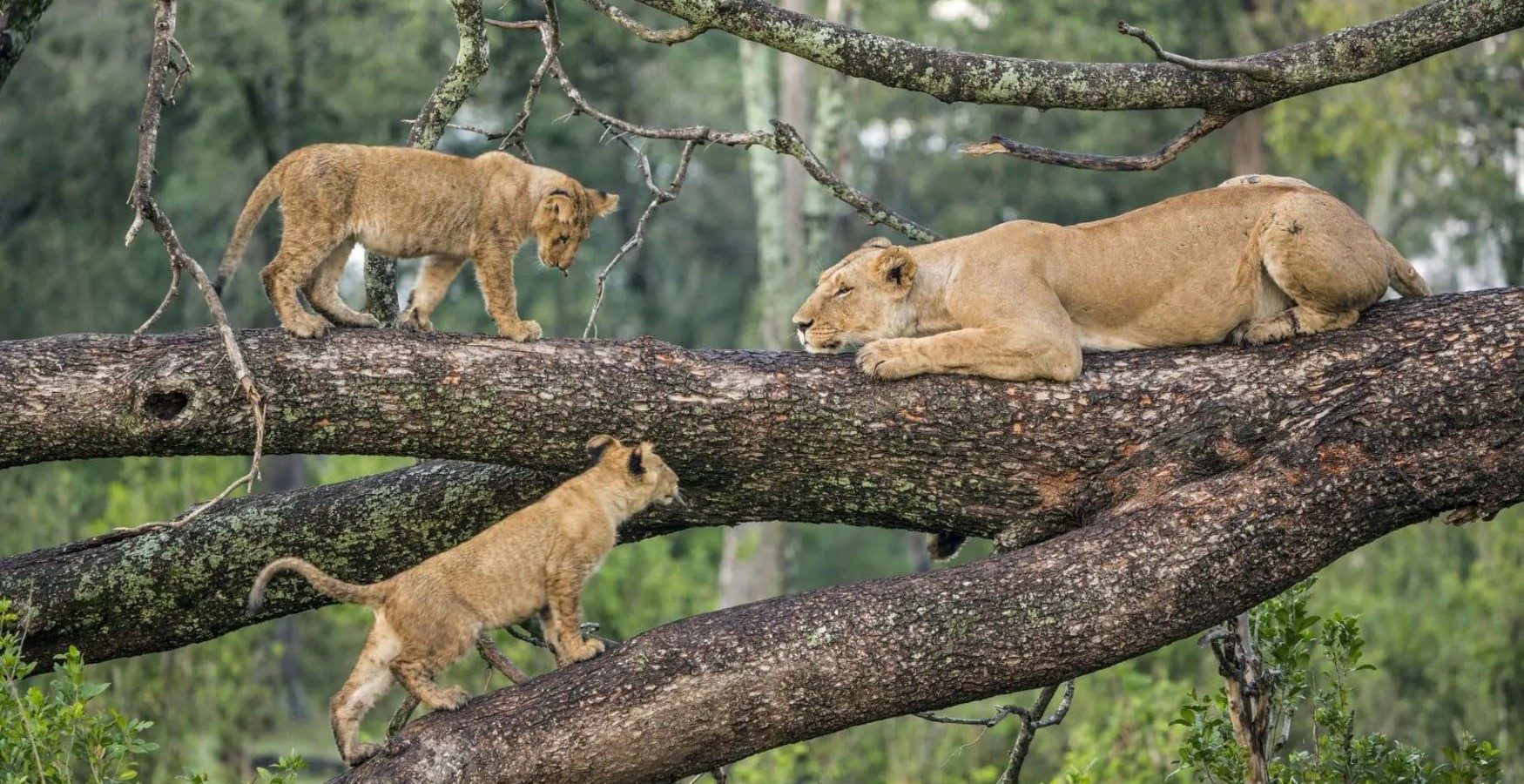 Manyara, Tanzania