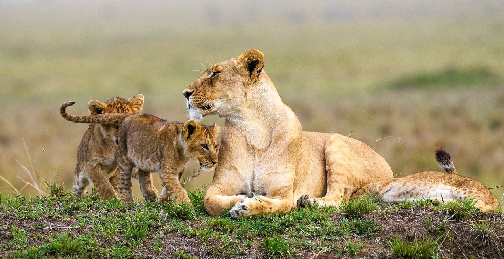 Masai Mara, Kenya