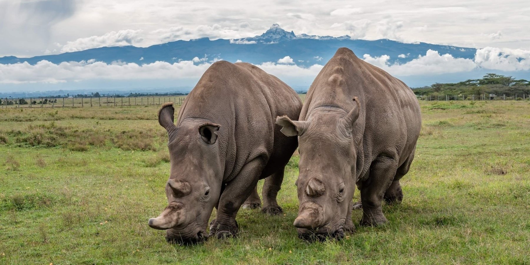 Ol Pejeta, Kenya