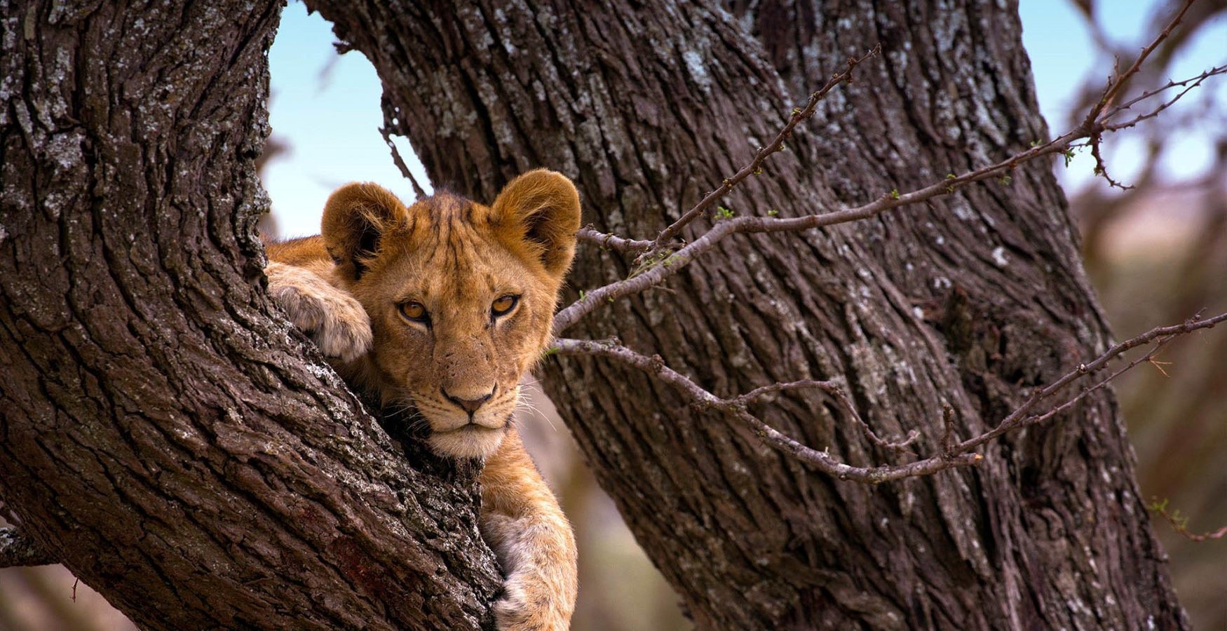 Serengeti, Tanzania