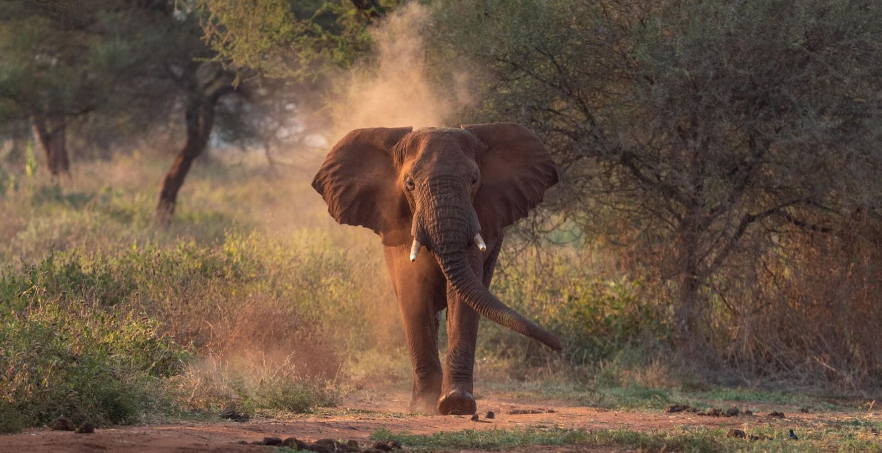Tarangire, Tanzania