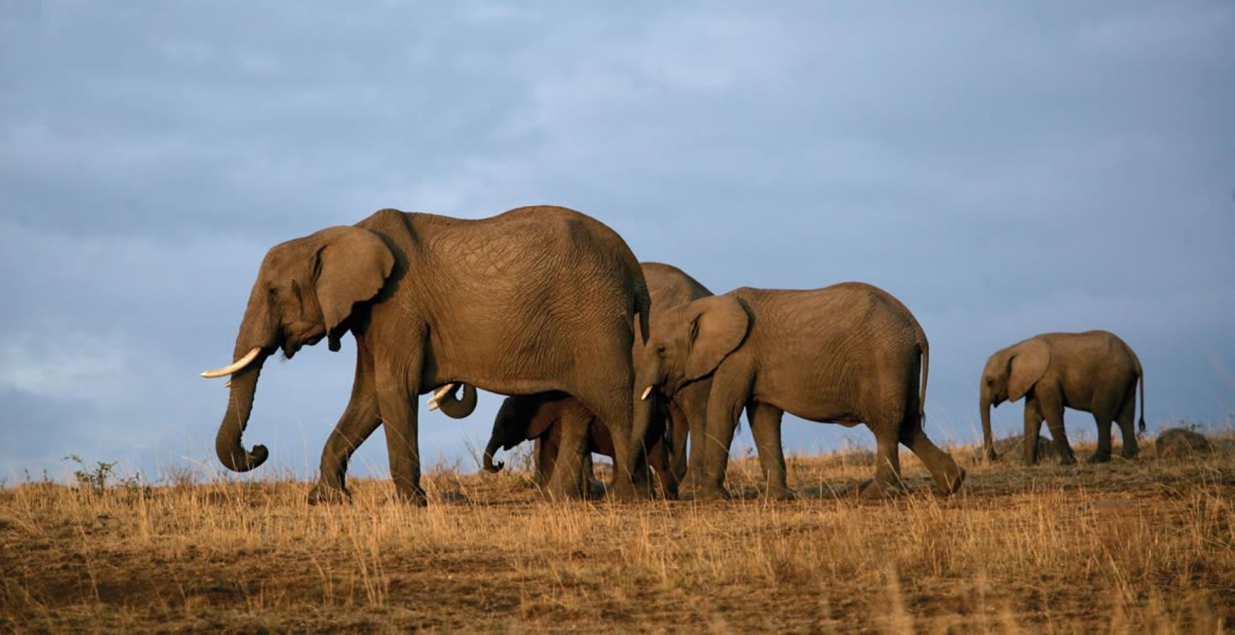 Tsavo, Kenya