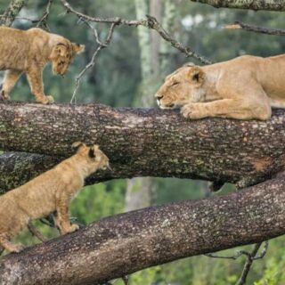 18-Day Grand Kenya & Tanzania Safari