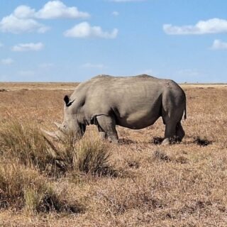9-Day Jambo Kenya Safari
