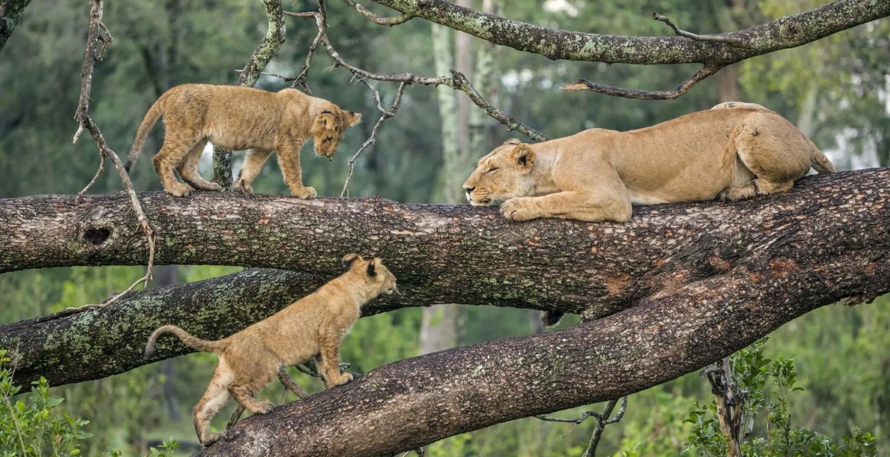 Manyara, Tanzania