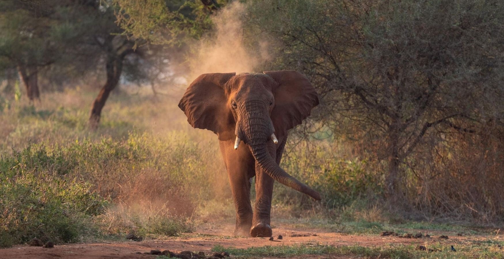 Tarangire, Tanzania